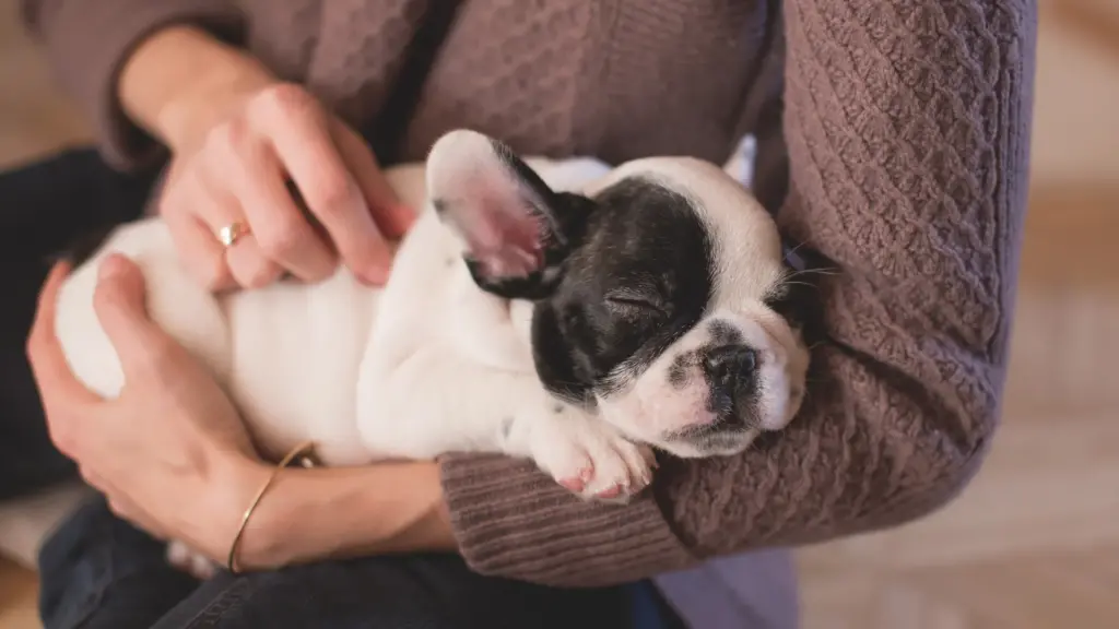 Cosa-fare-con-larrivo-di-un-cucciolo