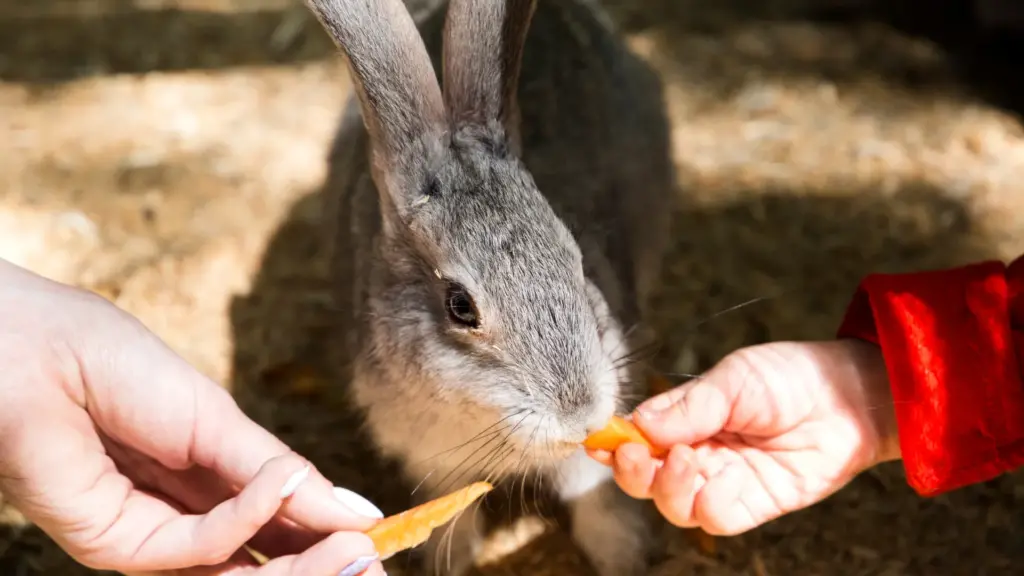 alimentazione-dei-conigli