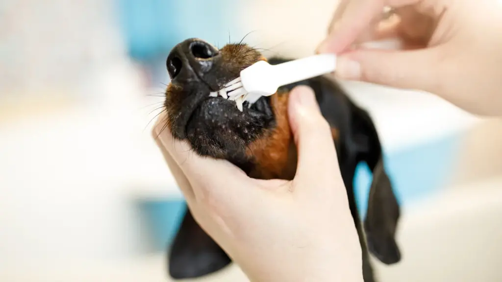 Prevenire-e-rimuovere-il-tartaro-dai-denti-del-cane