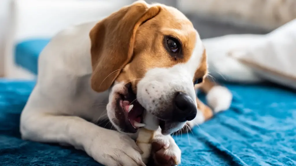 snack per il tuo cane