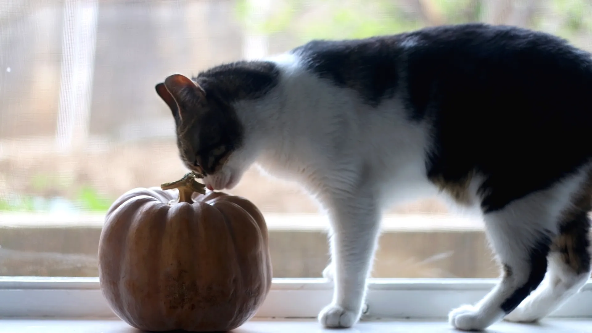 Zucca nell'alimentazione per gatti