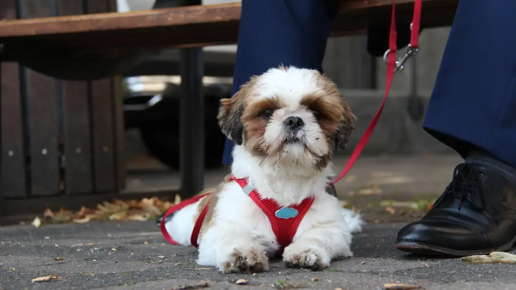 articolazioni del cane