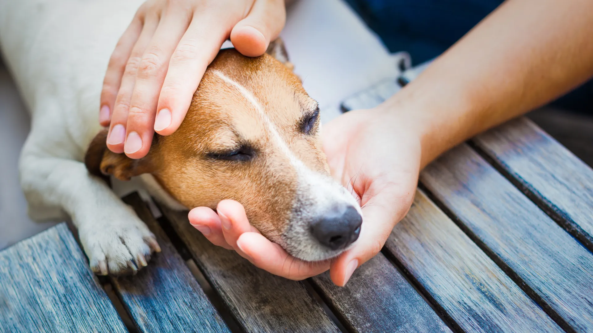 Come equilibrare il tratto gastrointestinale del tuo animale