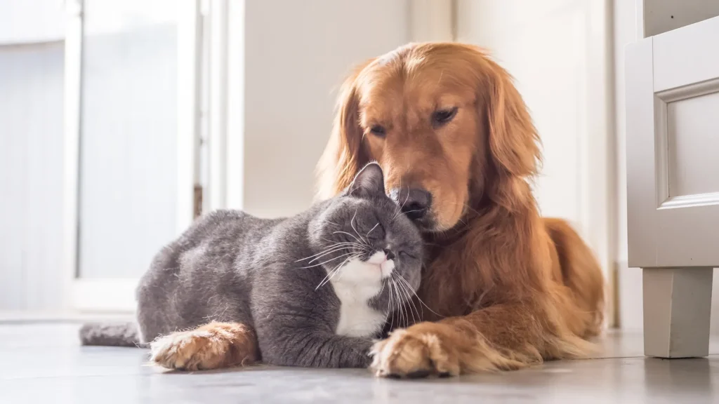 Come prevenire l’obesità nei cani e nei gatti