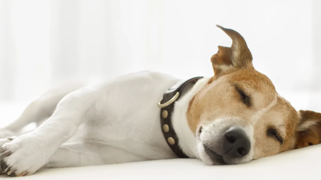 Tappetino refrigerante per il tuo cane