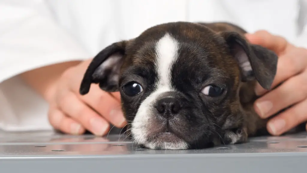 Il tuo cane mangia poco in estate