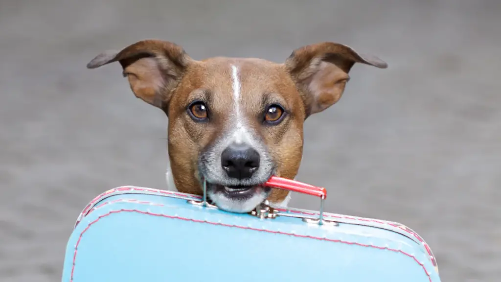 Vacanza con il tuo cane cosa bisogna portare