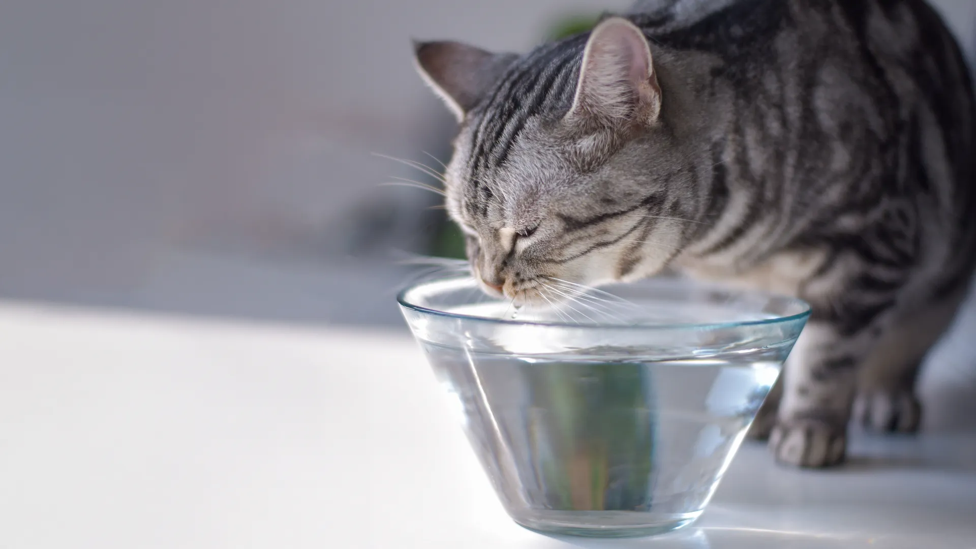 Il tuo gatto non beve Ecco cosa fare per mantenerlo idratato