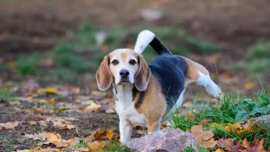 Come abituare il cane a fare i bisogni all’esterno