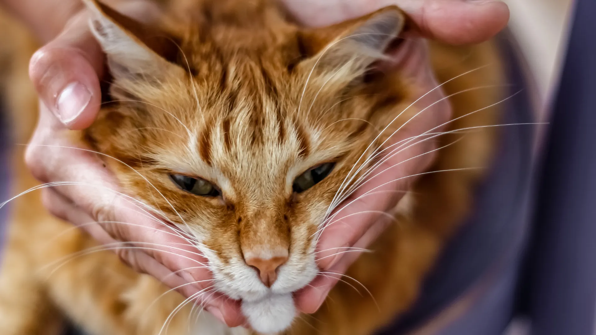 giornata mondiale degli animali