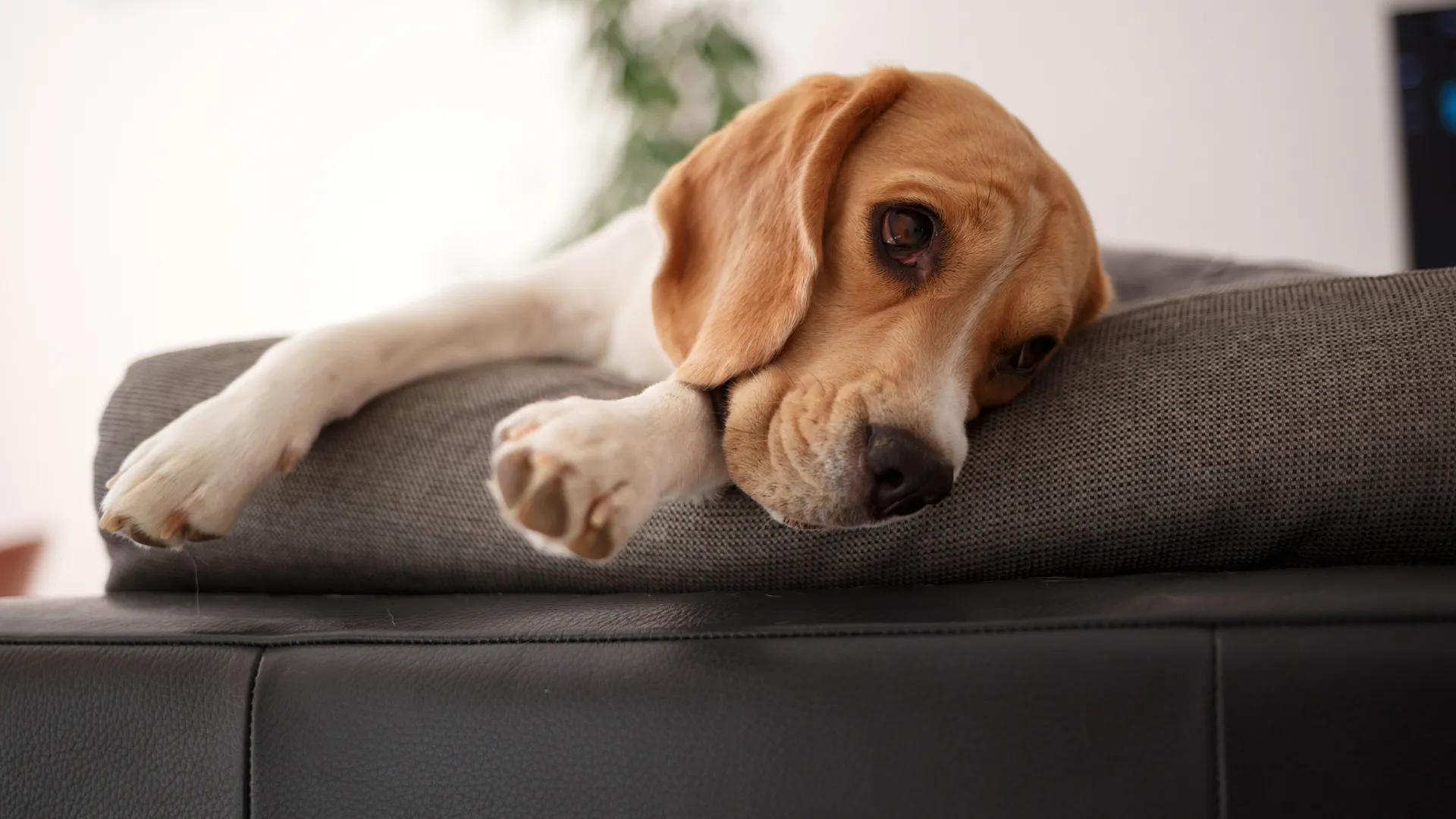 Diffusore calmante per cani