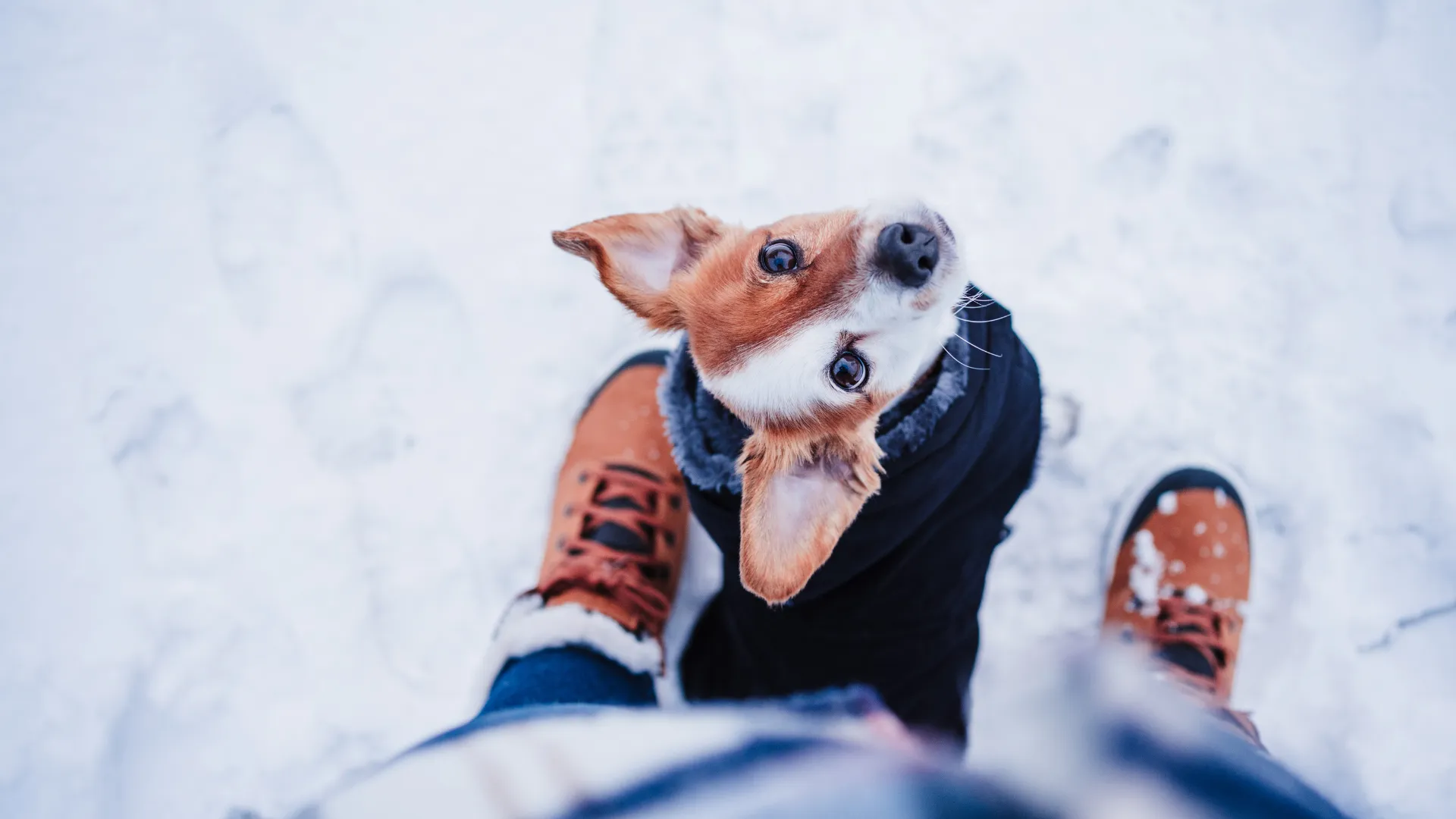 L’alimentazione del cane in inverno