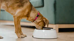 Quante volte al giorno mangia un cane