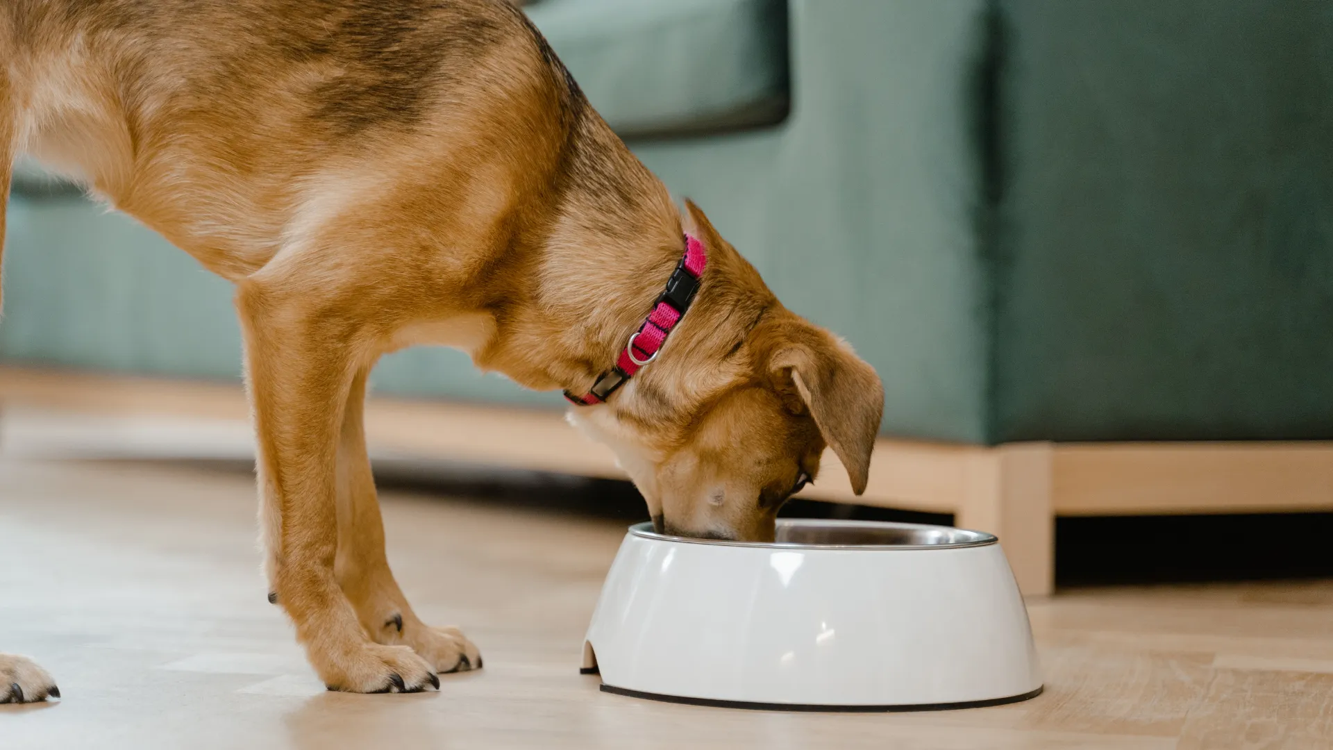 Quante volte al giorno mangia un cane